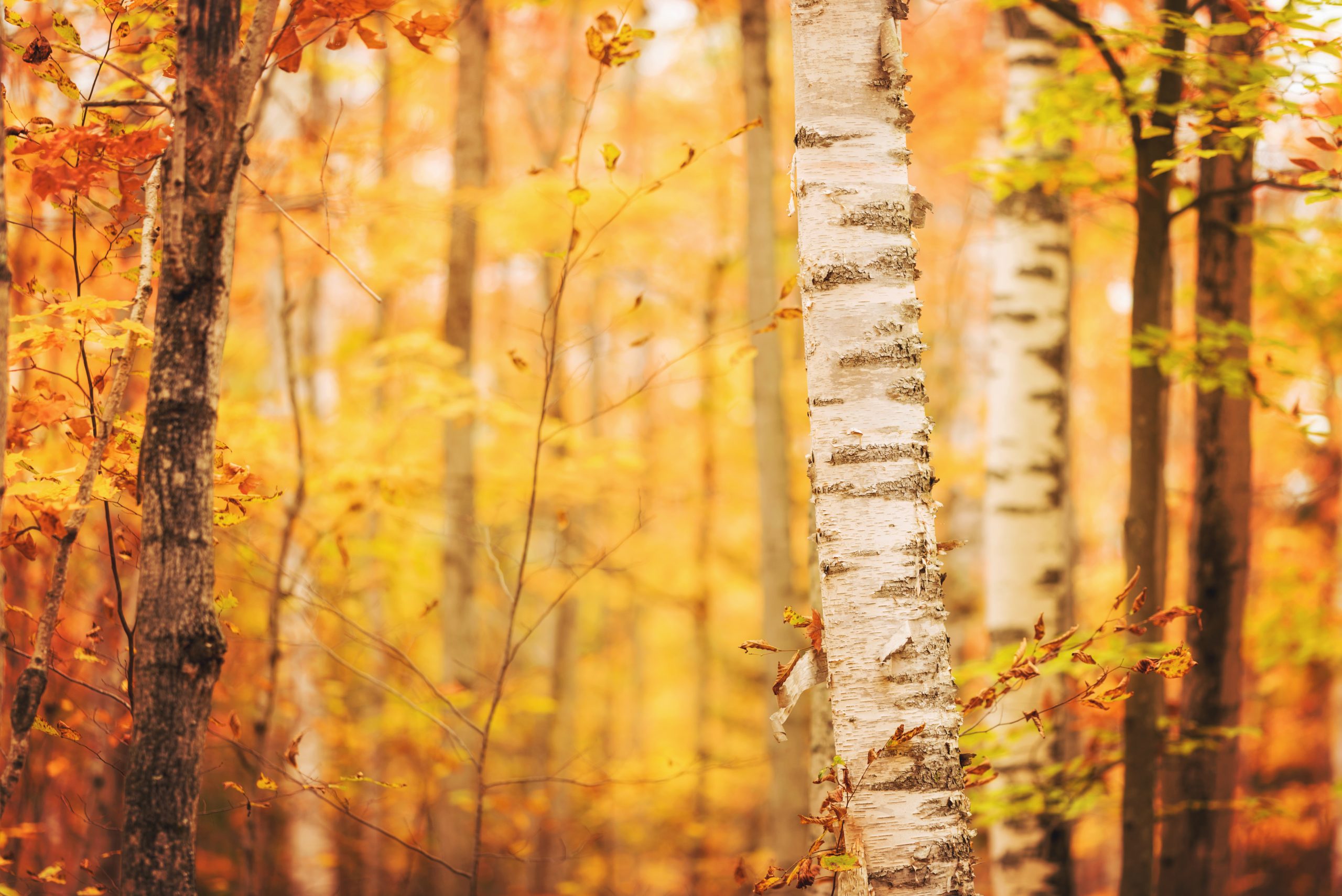 Autumn Birch Trunk in Rockport State Park